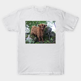 Scottish Highland Cattle Calf 1508 T-Shirt